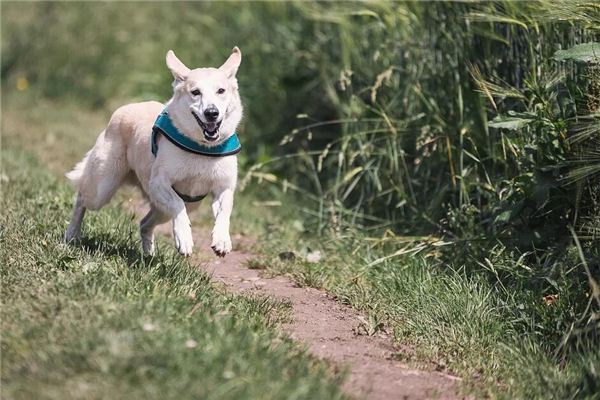 梦见猎犬 猎狗